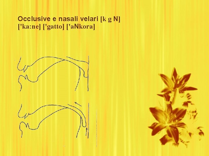 Occlusive e nasali velari [k g N] ['ka: ne] ['gatto] ['a. Nkora] 