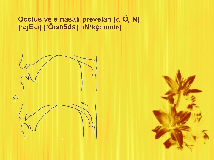 Occlusive e nasali prevelari [c, Ô, N] [’cj. Esa] ['Ôian 5 da] [i. N'kç: