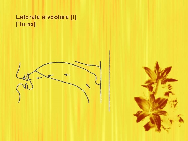 Laterale alveolare [l] ['lu: na] 