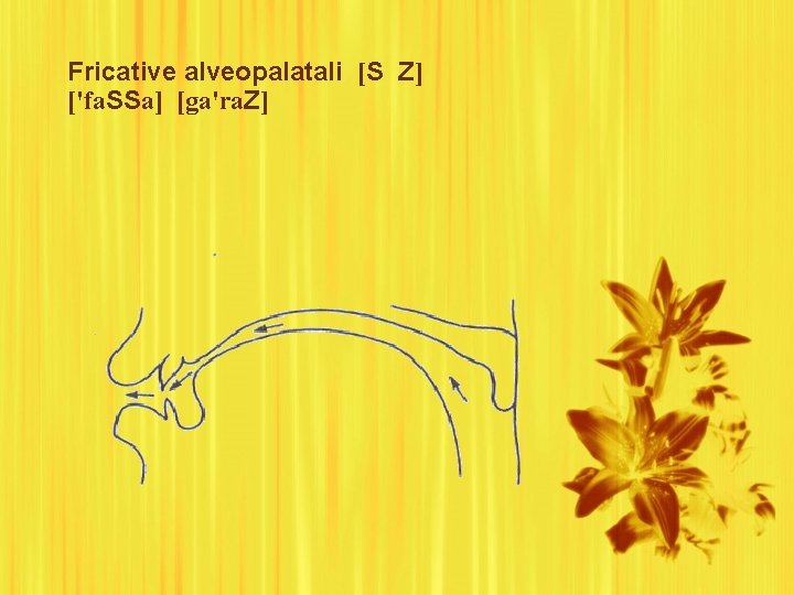 Fricative alveopalatali [S Z] ['fa. SSa] [ga'ra. Z] 