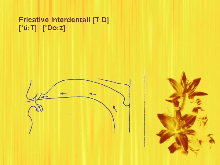 Fricative interdentali [T D] ['ti: T] ['Do: z] 