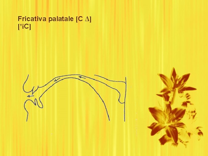 Fricativa palatale [C ∆] ['i. C] 