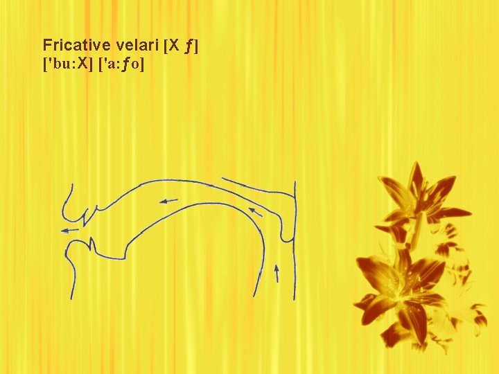 Fricative velari [X ƒ] ['bu: X] ['a: ƒo] 