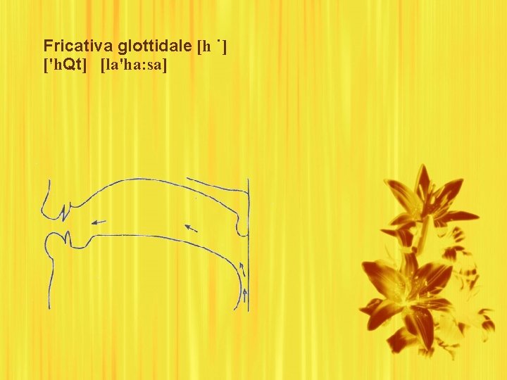 Fricativa glottidale [h ˙] ['h. Qt] [la'ha: sa] 