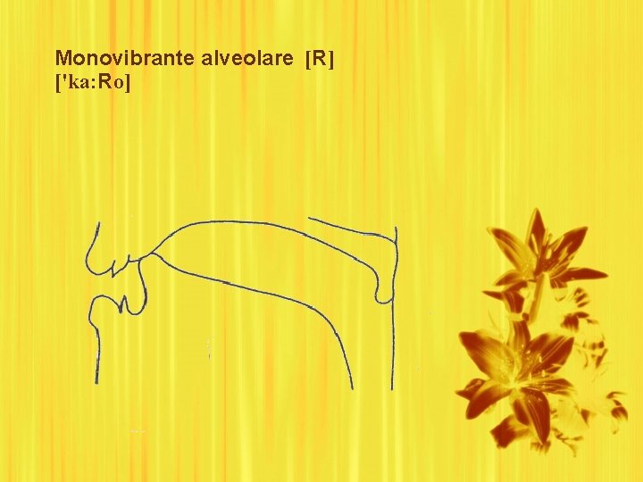 Monovibrante alveolare [R] ['ka: Ro] 