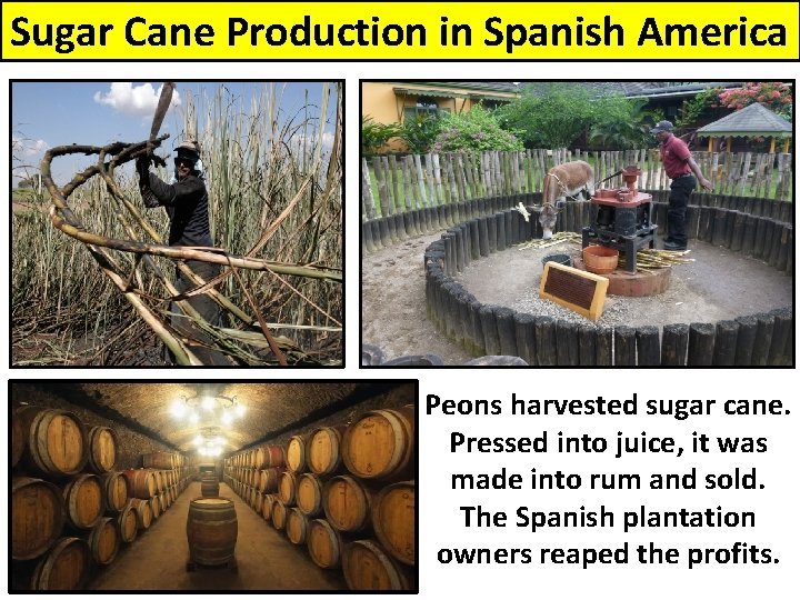 Sugar Cane Production in Spanish America Peons harvested sugar cane. Pressed into juice, it