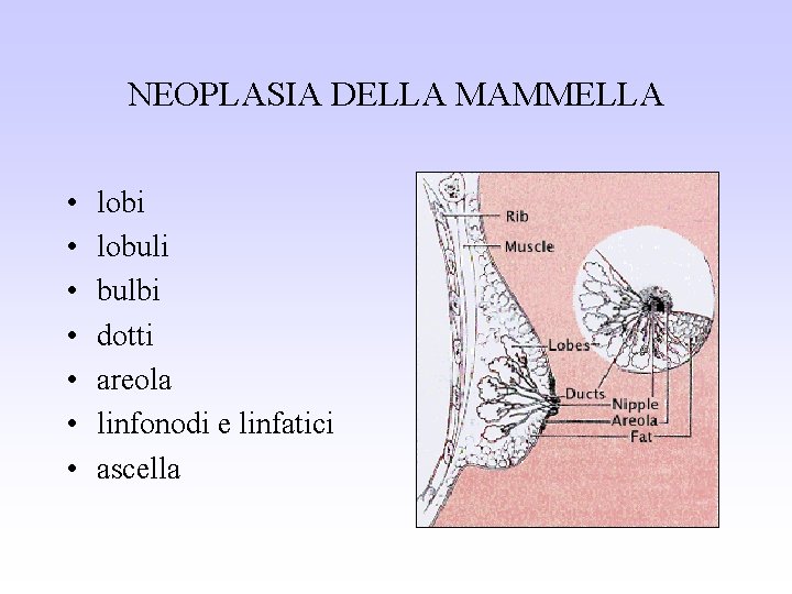 NEOPLASIA DELLA MAMMELLA • • lobi lobuli bulbi dotti areola linfonodi e linfatici ascella