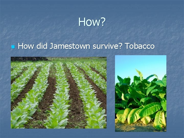 How? n How did Jamestown survive? Tobacco 
