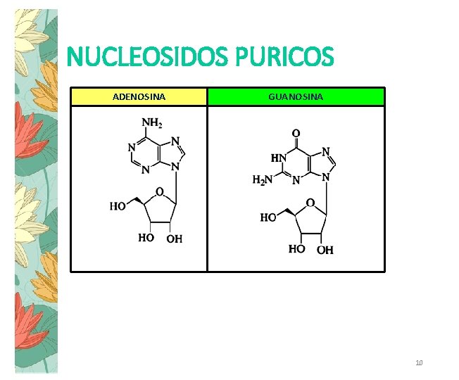 NUCLEOSIDOS PURICOS ADENOSINA GUANOSINA 10 