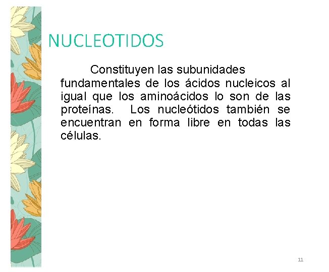 NUCLEOTIDOS Constituyen las subunidades fundamentales de los ácidos nucleicos al igual que los aminoácidos