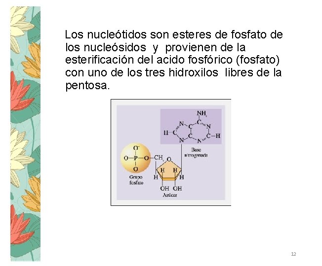 Los nucleótidos son esteres de fosfato de los nucleósidos y provienen de la esterificación