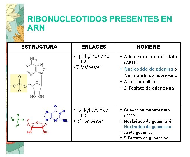 RIBONUCLEOTIDOS PRESENTES EN ARN ESTRUCTURA ENLACES NOMBRE • b-N-glicosidico 1’-9 • 5’-fosfoester • Adenosina