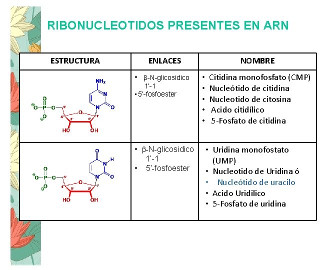 RIBONUCLEOTIDOS PRESENTES EN ARN ESTRUCTURA ENLACES • b-N-glicosidico 1’-1 • 5’-fosfoester NOMBRE • •