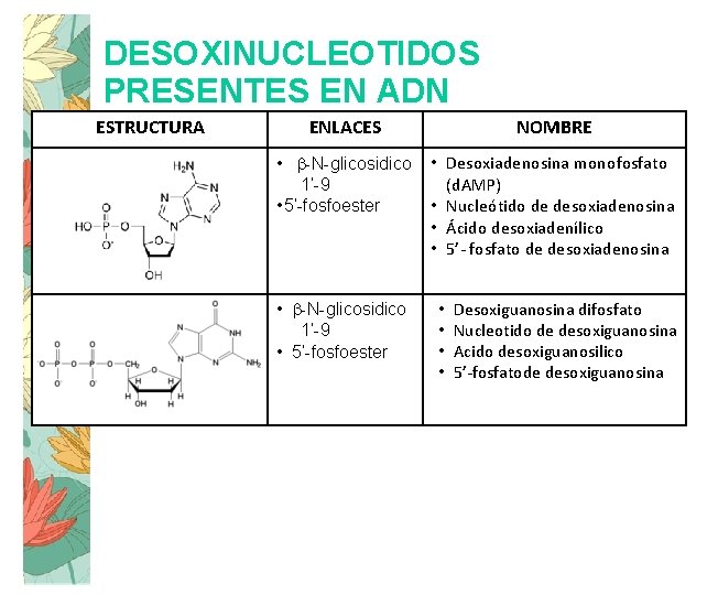 DESOXINUCLEOTIDOS PRESENTES EN ADN ESTRUCTURA ENLACES NOMBRE • b-N-glicosidico 1’-9 • 5’-fosfoester • Desoxiadenosina