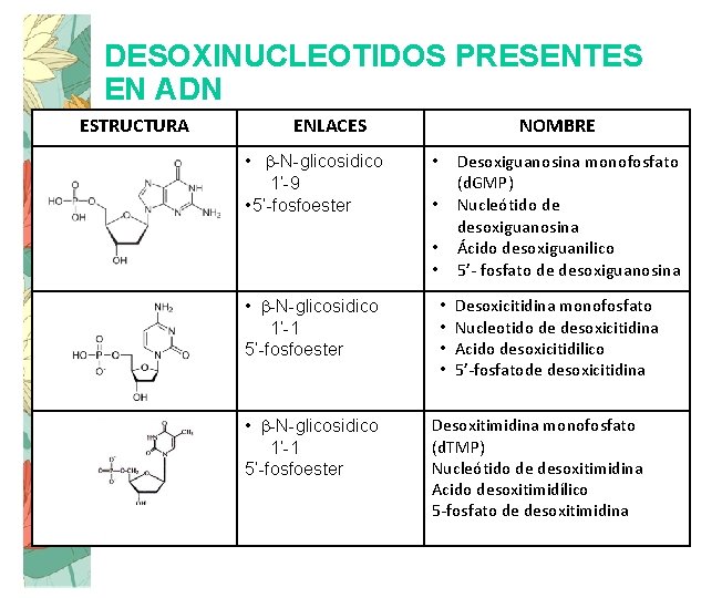 DESOXINUCLEOTIDOS PRESENTES EN ADN ESTRUCTURA ENLACES • b-N-glicosidico 1’-9 • 5’-fosfoester • b-N-glicosidico 1’-1
