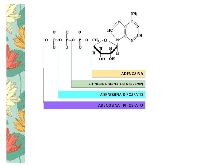 ADENOSINA MONOFOSFATO (AMP) ADENOSINA DIFOSFATO ADENOSINA TRIFOSFATO 