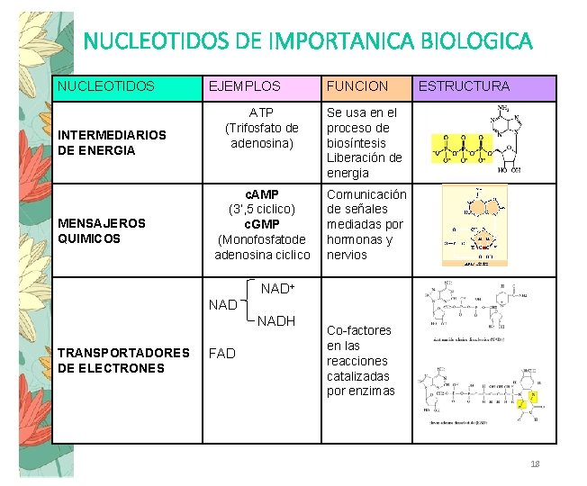 NUCLEOTIDOS DE IMPORTANICA BIOLOGICA NUCLEOTIDOS INTERMEDIARIOS DE ENERGIA EJEMPLOS FUNCION ATP (Trifosfato de adenosina)