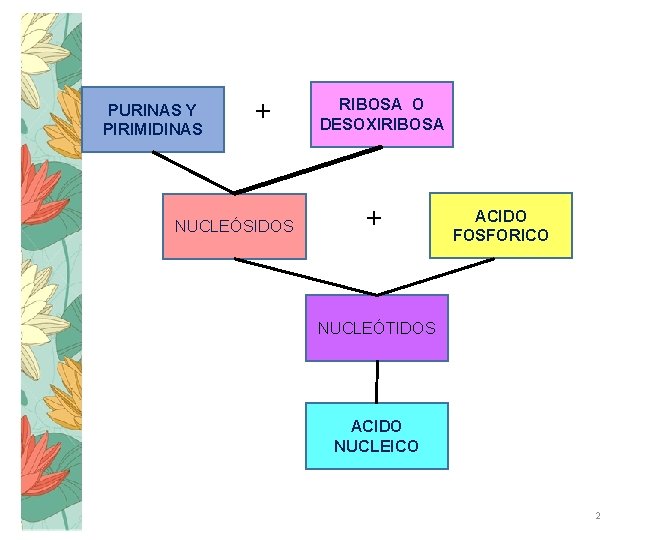 PURINAS Y PIRIMIDINAS ++ NUCLEÓSIDOS RIBOSA O DESOXIRIBOSA ++ ACIDO FOSFORICO NUCLEÓTIDOS ACIDO NUCLEICO