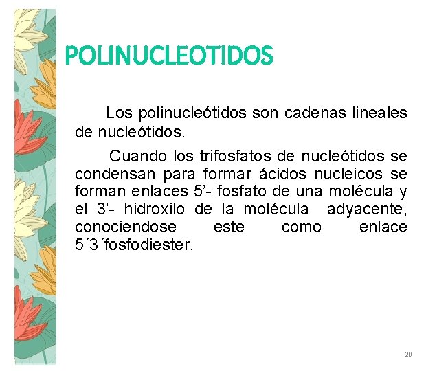 POLINUCLEOTIDOS Los polinucleótidos son cadenas lineales de nucleótidos. Cuando los trifosfatos de nucleótidos se