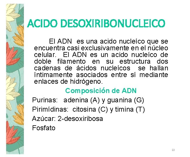 ACIDO DESOXIRIBONUCLEICO El ADN es una acido nucleíco que se encuentra casi exclusivamente en