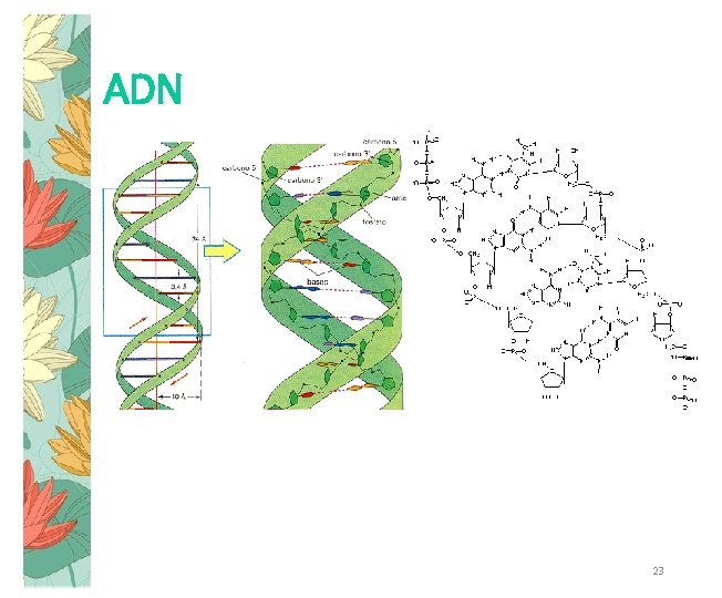 ADN 23 