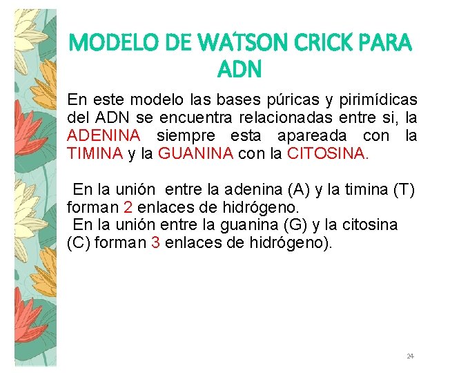 MODELO DE WATSON CRICK PARA ADN En este modelo las bases púricas y pirimídicas