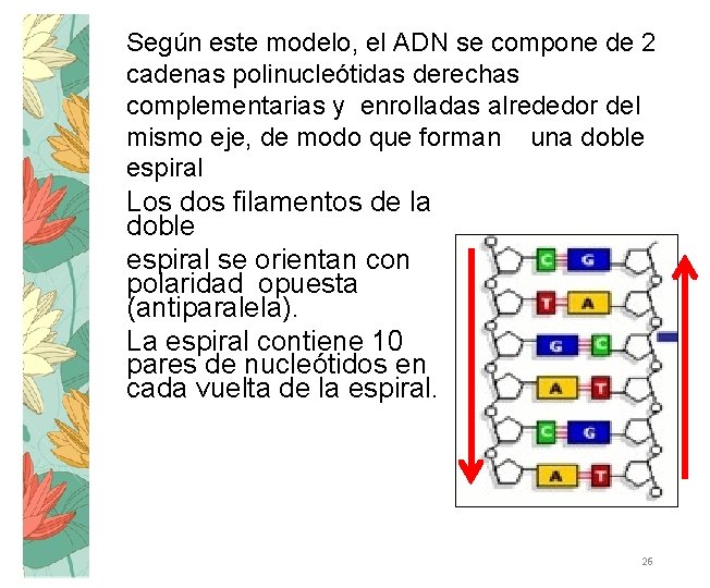 Según este modelo, el ADN se compone de 2 cadenas polinucleótidas derechas complementarias y