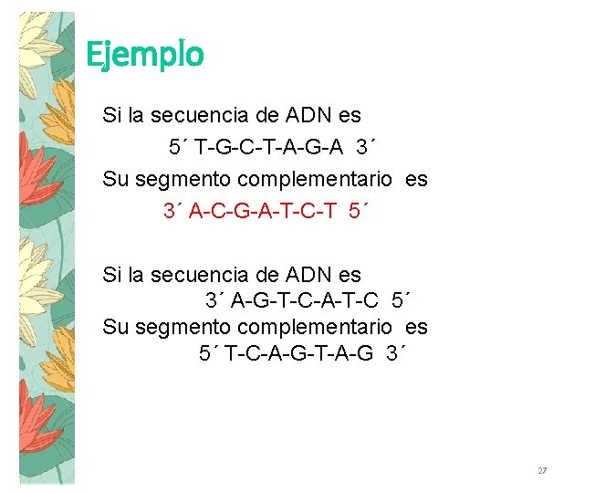 Ejemplo Si la secuencia de ADN es 5´ T-G-C-T-A-G-A 3´ Su segmento complementario es