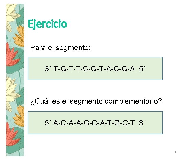 Ejercicio Para el segmento: 3´ T-G-T-T-C-G-T-A-C-G-A 5´ ¿Cuál es el segmento complementario? 5´ A-C-A-A-G-C-A-T-G-C-T