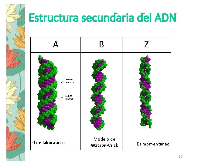 Estructura secundaria del ADN A B Z SURCO MAYOR SURCO MENOR El de laboratorio