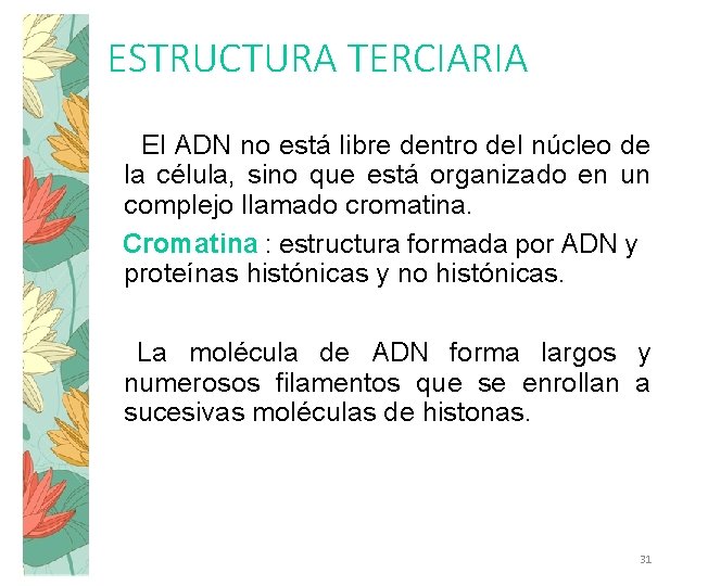 ESTRUCTURA TERCIARIA El ADN no está libre dentro del núcleo de la célula, sino