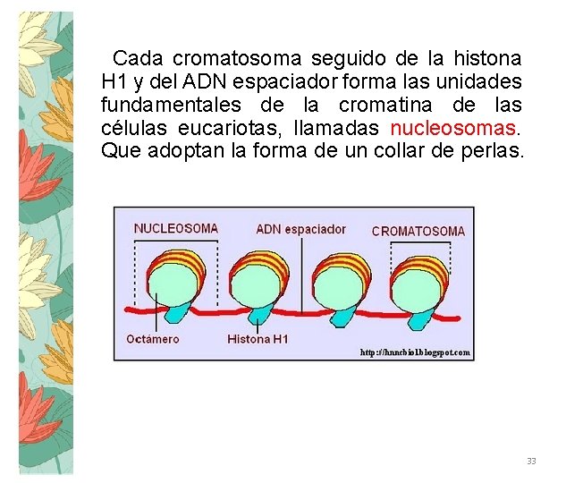 Cada cromatosoma seguido de la histona H 1 y del ADN espaciador forma las