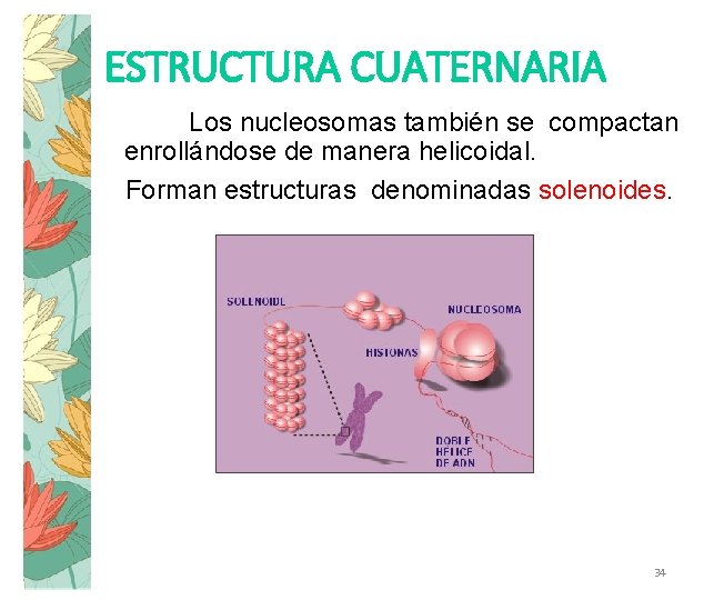 ESTRUCTURA CUATERNARIA Los nucleosomas también se compactan enrollándose de manera helicoidal. Forman estructuras denominadas