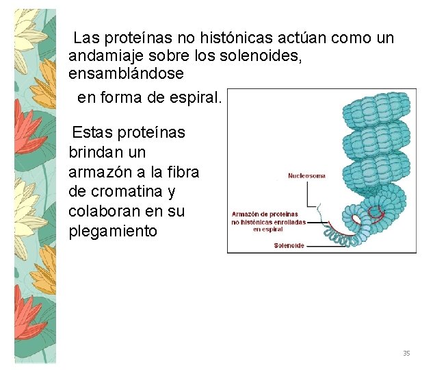 Las proteínas no histónicas actúan como un andamiaje sobre los solenoides, ensamblándose en forma