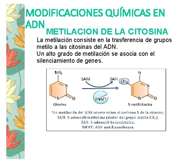MODIFICACIONES QUÍMICAS EN ADN METILACION DE LA CITOSINA La metilación consiste en la trasferencia