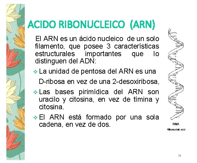 ACIDO RIBONUCLEICO (ARN) El ARN es un ácido nucleico de un solo filamento, que