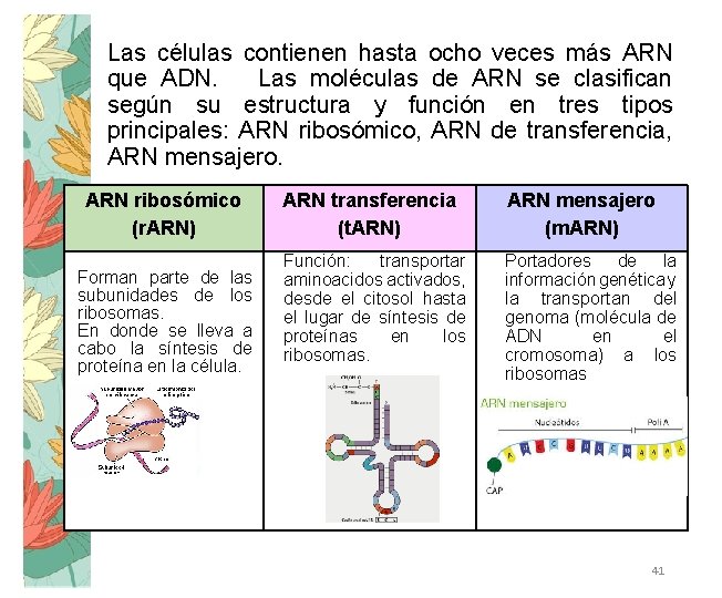 Las células contienen hasta ocho veces más ARN que ADN. Las moléculas de ARN