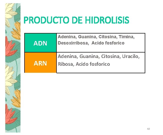 PRODUCTO DE HIDROLISIS ADN Adenina, Guanina, Citosina, Timina, Desoxirribosa, Acido fosforico ARN Adenina, Guanina,