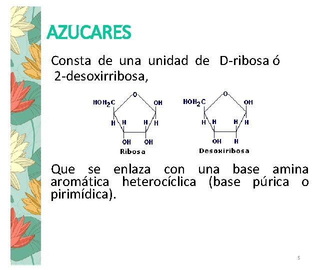 AZUCARES Consta de una unidad de D-ribosa ó 2 -desoxirribosa, Que se enlaza con