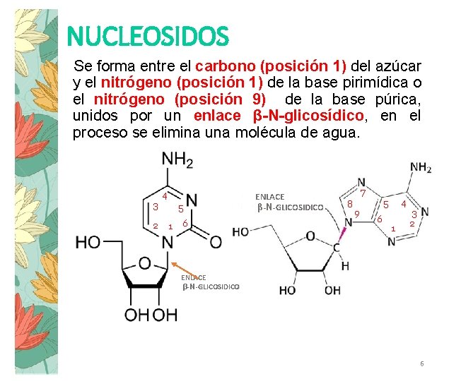 NUCLEOSIDOS Se forma entre el carbono (posición 1) del azúcar y el nitrógeno (posición