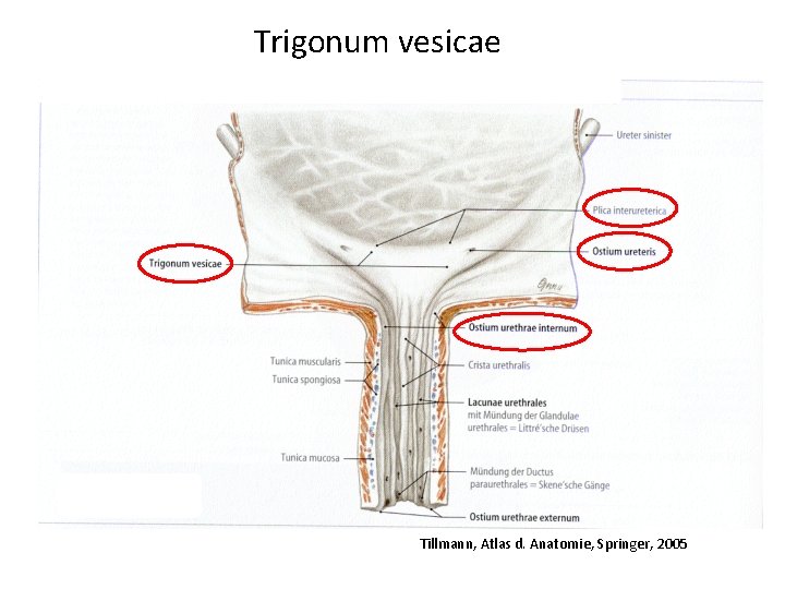 Trigonum vesicae Tillmann, Atlas d. Anatomie, Springer, 2005 