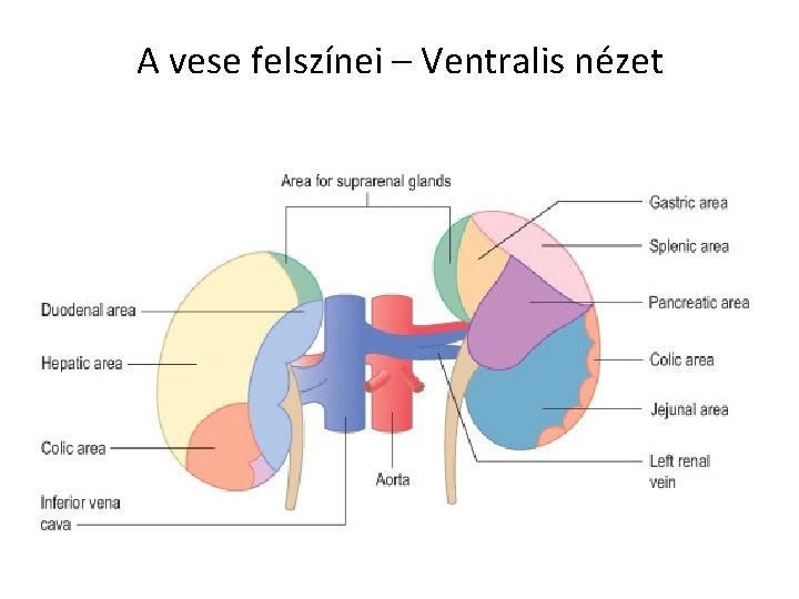 A vese felszínei – Ventralis nézet 