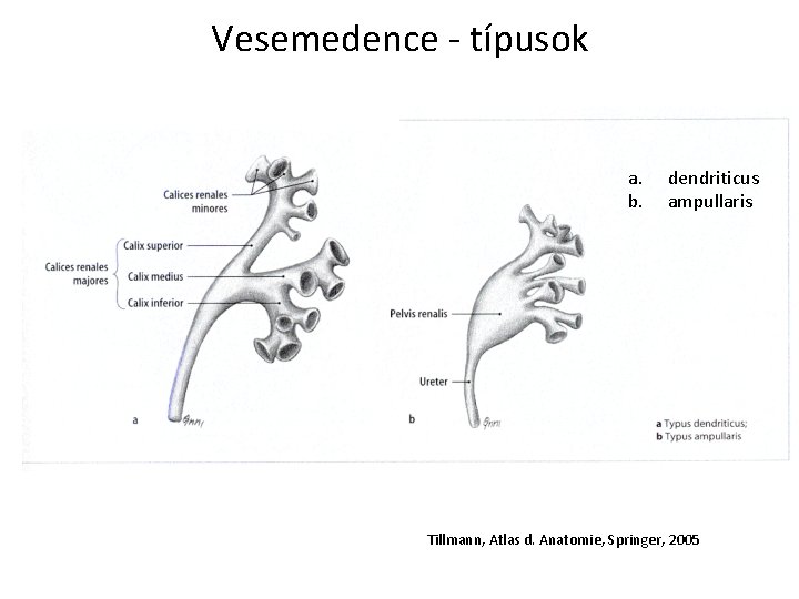 Vesemedence - típusok a. b. dendriticus ampullaris Tillmann, Atlas d. Anatomie, Springer, 2005 