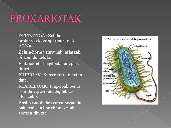 PROKARIOTAK - - - DEFINIZIOA: Zelula prokariotek, zitoplasman dute ADNa. Zelula-horma zurrunak, mintzak, biltzen