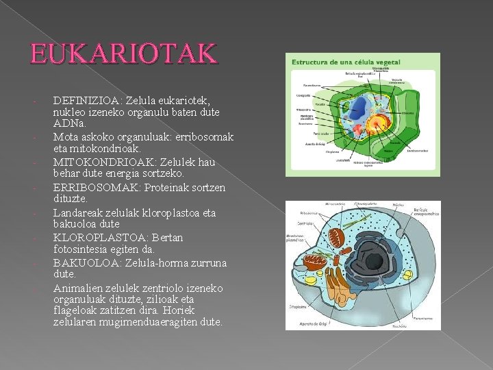 EUKARIOTAK - - DEFINIZIOA: Zelula eukariotek, nukleo izeneko organulu baten dute ADNa. Mota askoko
