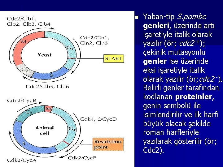 n Yaban-tip S. pombe genleri, üzerinde artı işaretiyle italik olarak yazılır (ör; cdc 2