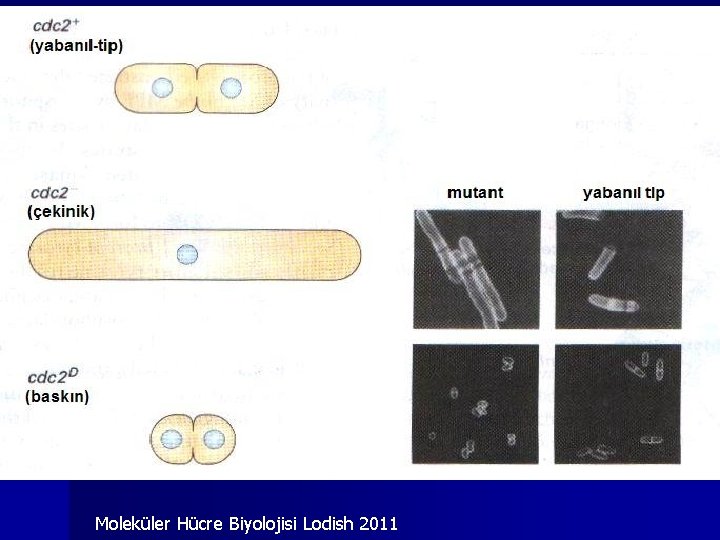 Moleküler Hücre Biyolojisi Lodish 2011 