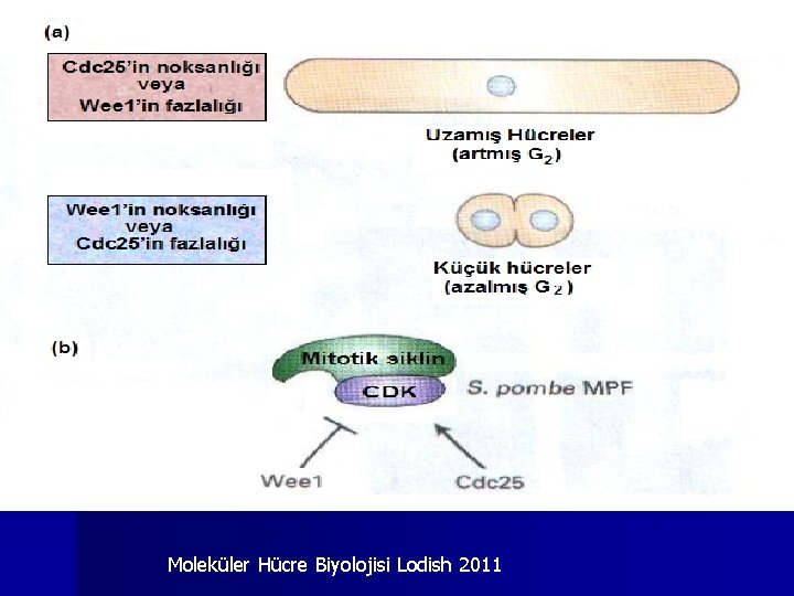 Moleküler Hücre Biyolojisi Lodish 2011 