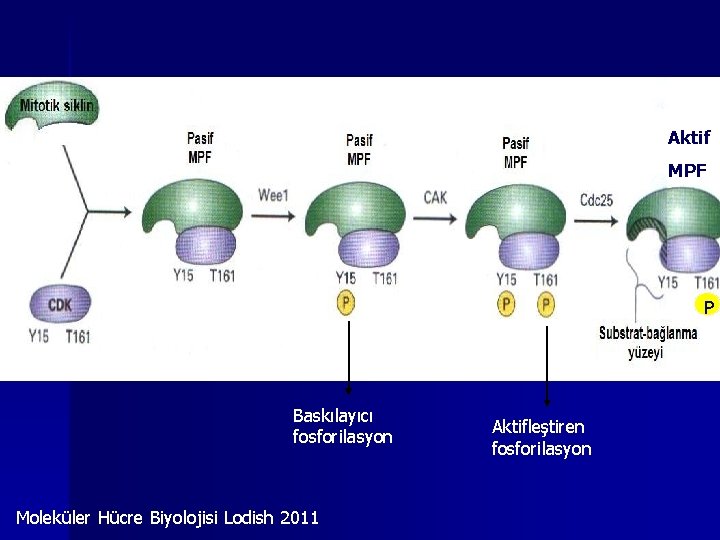 Aktif MPF P Baskılayıcı fosforilasyon Moleküler Hücre Biyolojisi Lodish 2011 Aktifleştiren fosforilasyon 