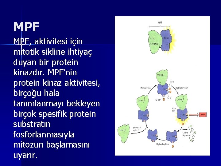 MPF MPF, aktivitesi için mitotik sikline ihtiyaç duyan bir protein kinazdır. MPF’nin protein kinaz